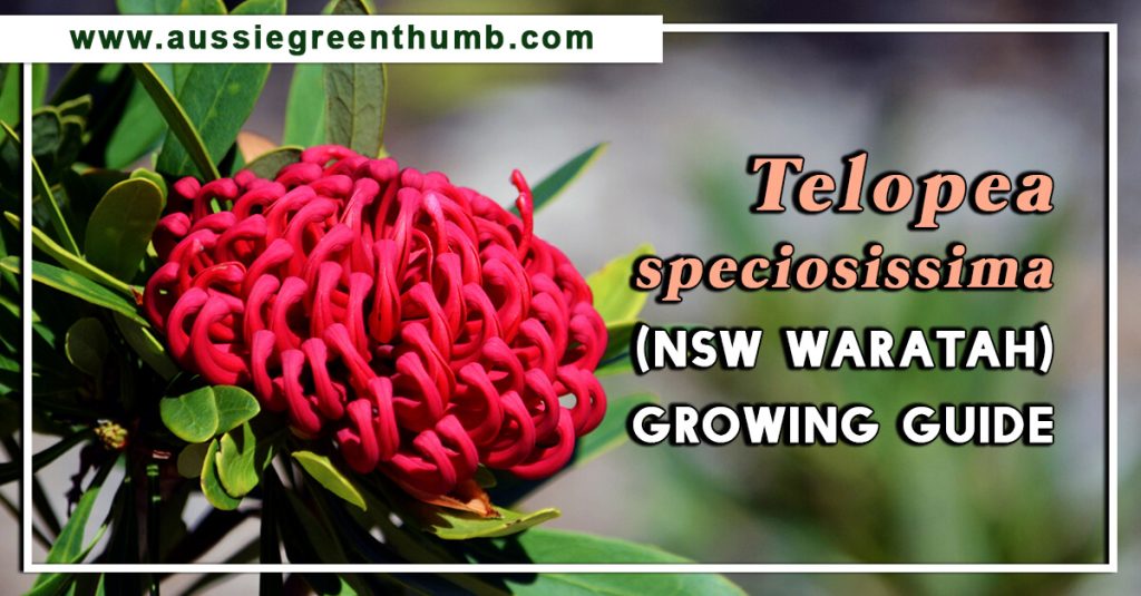 Telopea speciosissima (NSW Waratah) Growing Guide