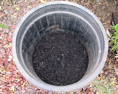 This pot is selected to suit the size of the anticipated root ball.