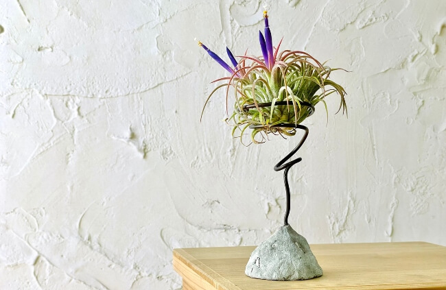 Tillandsia absorb all they need to thrive through the water in the air meaning a misty bathroom is perfect