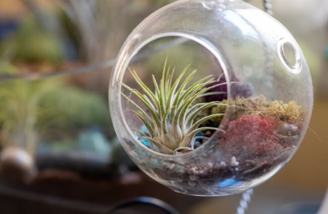Tillandsia can simply be placed on the bottom of a clear terrarium and misted