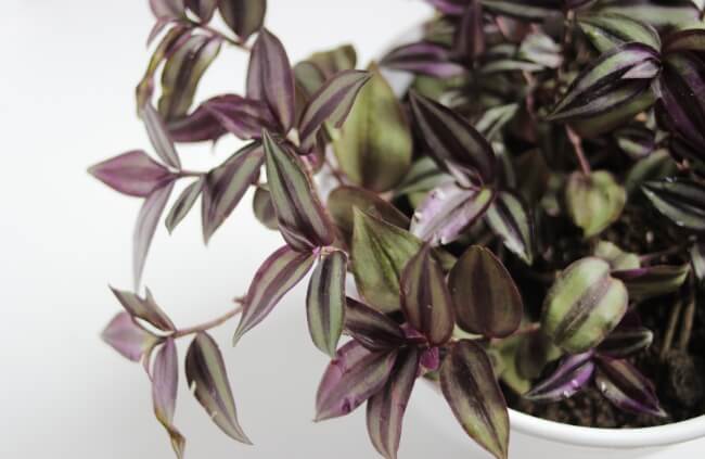 Tradescantia known as Inch Plant