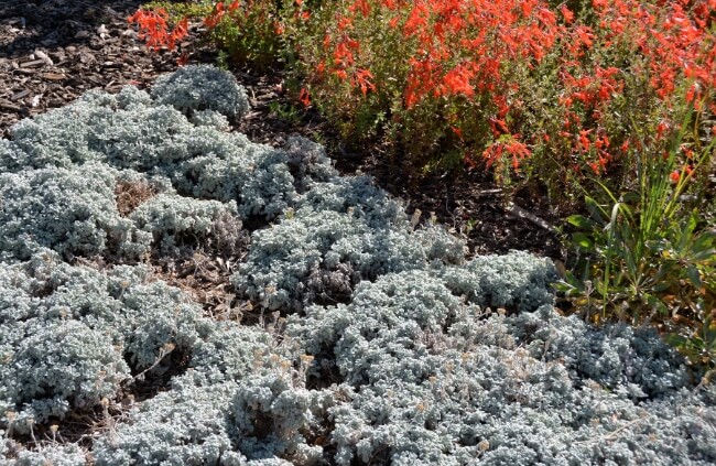 Types of Ground Cover Plants