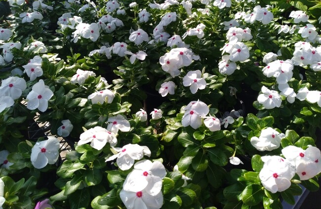 Vinca grown as trailing ground cover