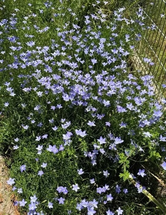 Wahlenbergia grown as ground cover plant
