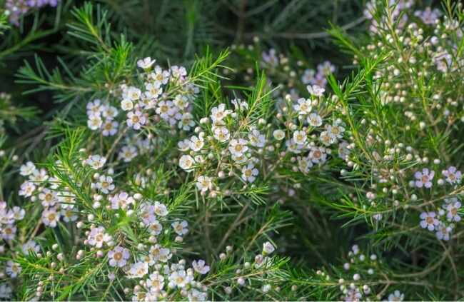 Waxflower are simple Australian bushes to maintain
