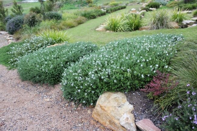 Westringia used as ground cover