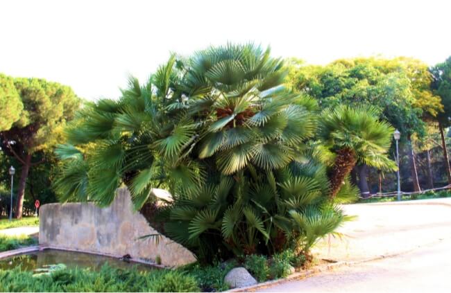 What are Fan Palms?