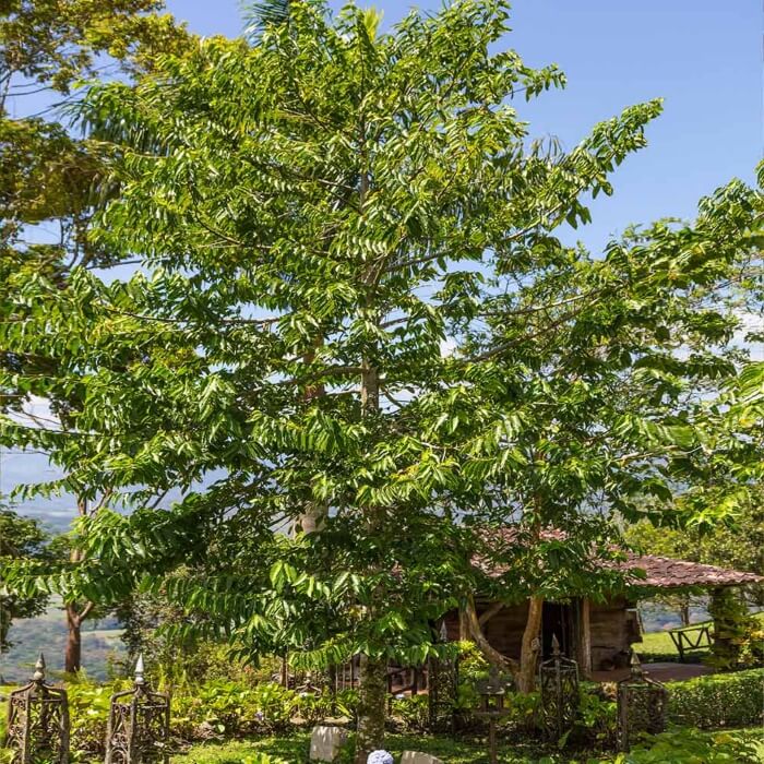 Ylang Ylang Tree, commonly known as Cananga odorata