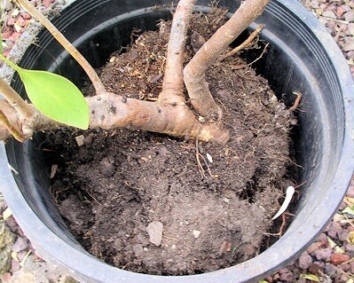 You can see the size of the root ball. You can also see how dry the soil was. It is best to water your plant the day before.