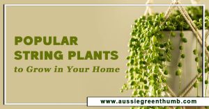 Popular String Plants to Grow in Your Home
