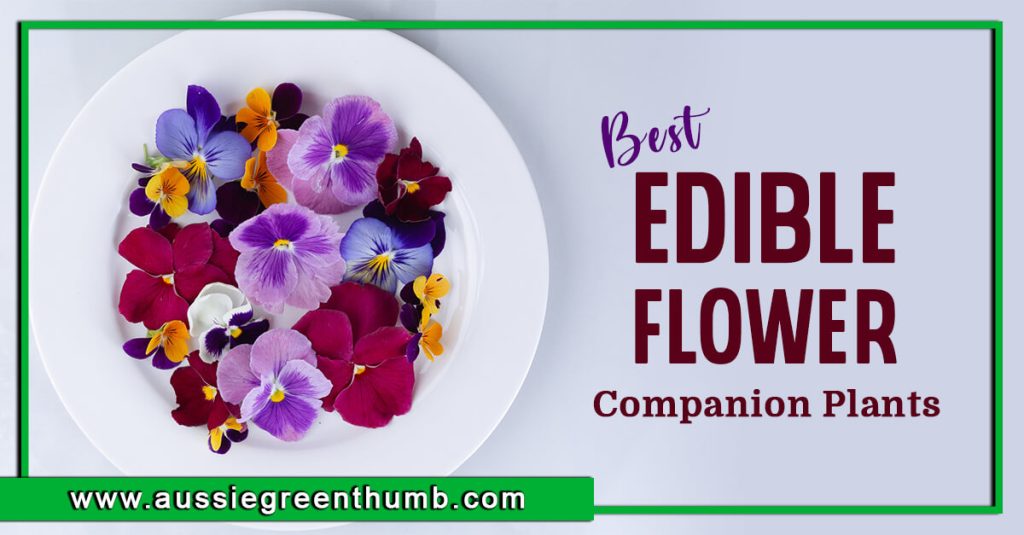 Best Edible Flower Companion Plants