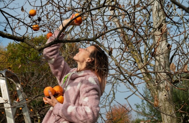 A woman harvesting persimmon fruits