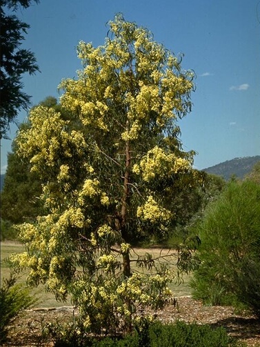 Acacia implexa also known as Hickory Wattle