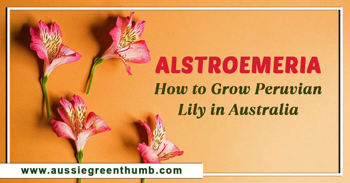 Alstroemeria – How to Grow Peruvian Lily in Australia