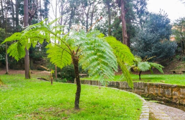 Australian Ferns to Grow in Your Home