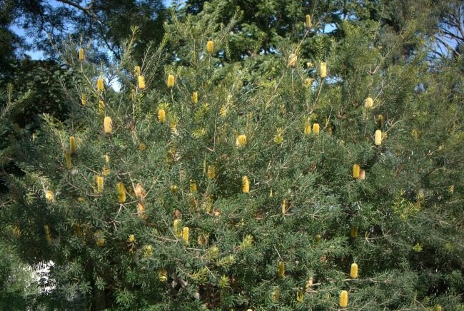 Banksia marginata are woody shrubs that can be grown upright as large windbreak trees or smaller windbreak shrubs