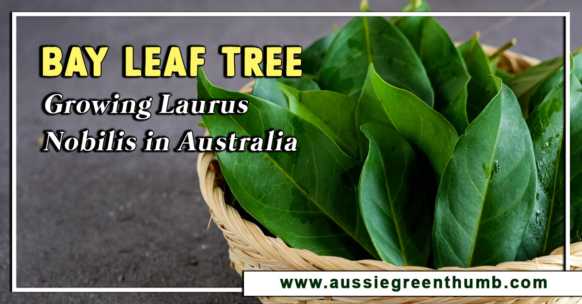 Bay Leaf Tree – Growing Laurus Nobilis in Australia