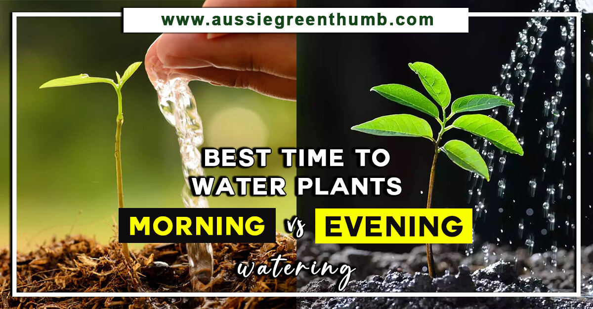 Best Time to Water Plants Morning vs Evening Watering