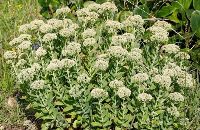 Caring for Sedum ‘Autumn Joy’