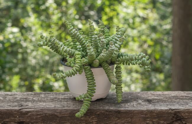 Crassula perforata, commonly called as String of Button
