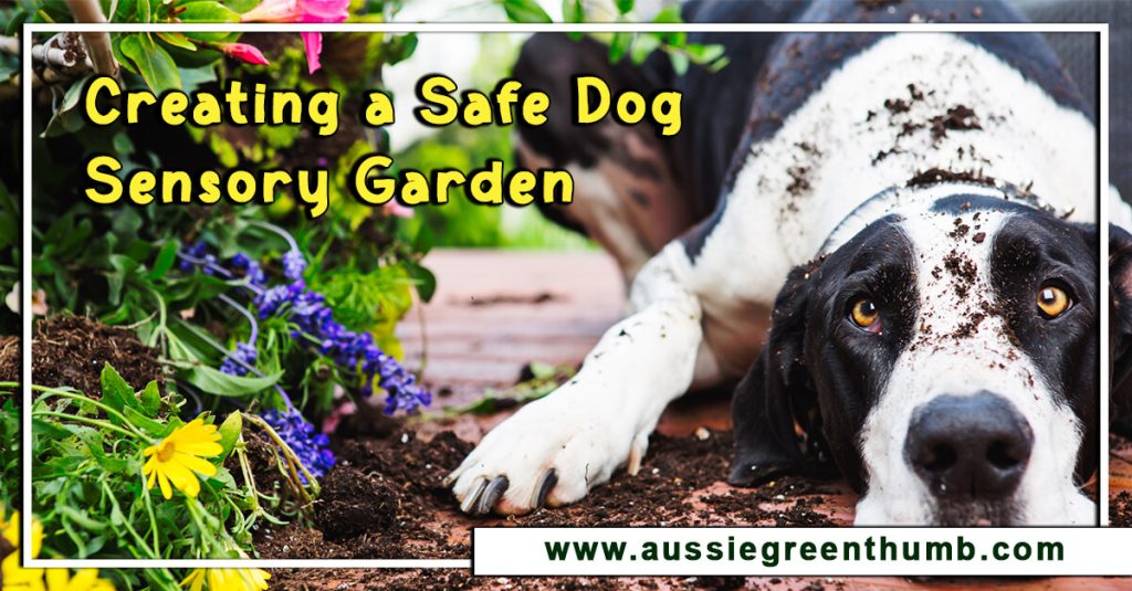 Creating a Safe Dog Sensory Garden