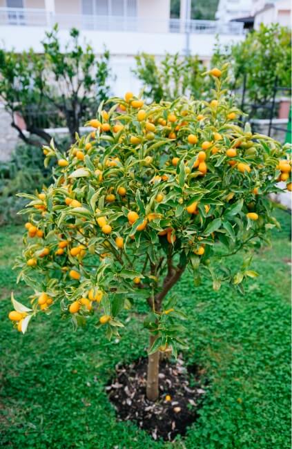 Cumquat tree in a garden