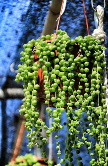 Curio rowleyanus, commonly known as String of Pearls
