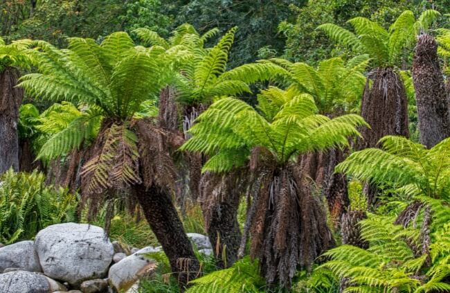Dicksonia antarctica, large Australian ferns perfect for larger landscapes