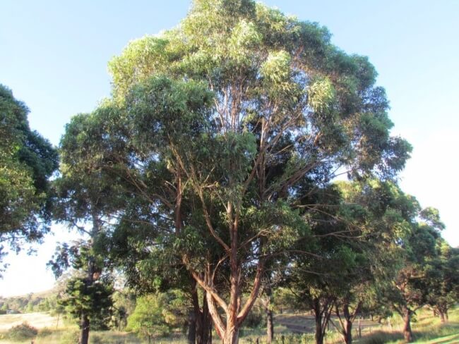 Eucalyptus microcorys produces vast clusters of linear leaves, perfect for blocking and deflecting intense winds