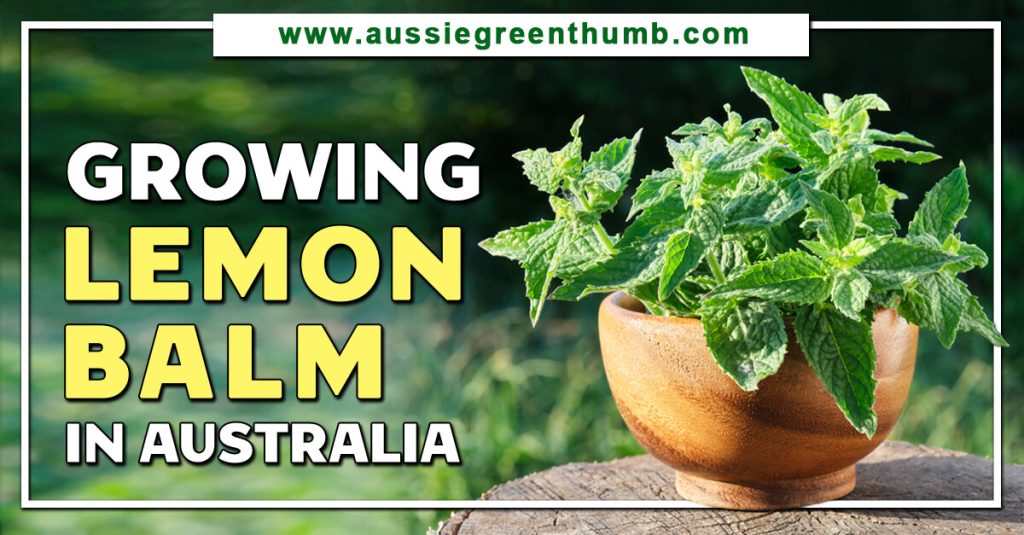 Growing Lemon Balm in Australia