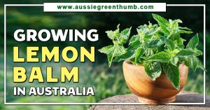 Growing Lemon Balm in Australia