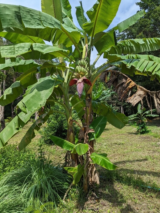 Growing a banana tree