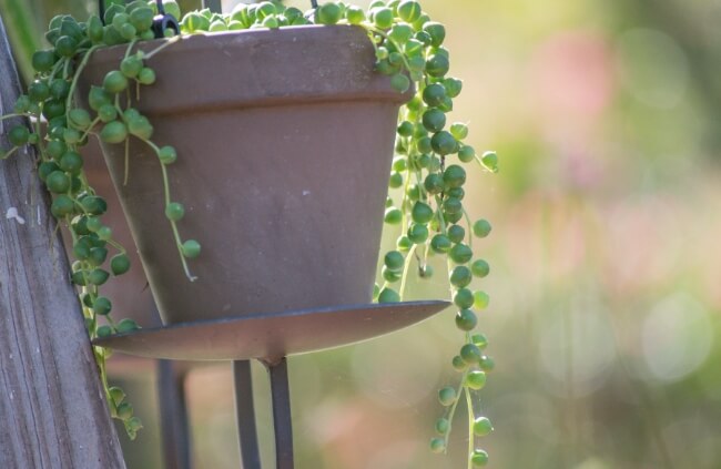 Growing string of pearls outdoors