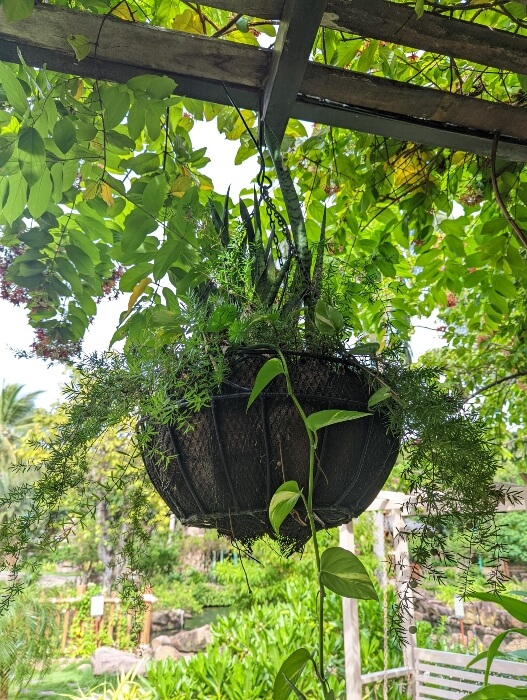 Hanging plants outdoor