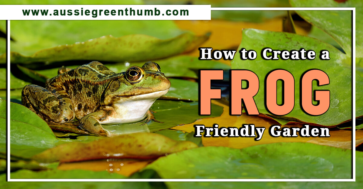 How to Create a Frog Friendly Garden