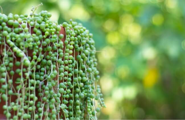 How to Grow String of Pearls in Australia