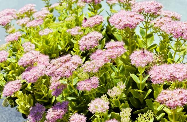 Hylotelephium ‘Autumn Joy’, commonly known as Sedum ‘Autumn Joy’