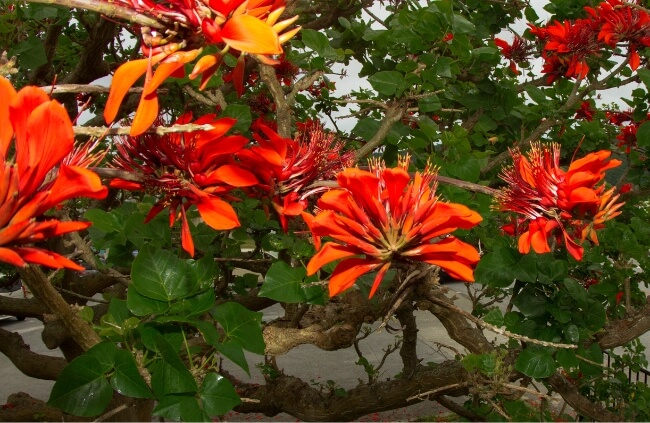 Indian Coral Tree make for excellent fast growing windbreak trees and can be propagated with little effort