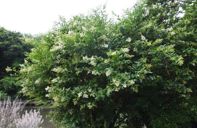 Japanese Privet is a popular choice for screening in the US, growing with a lovely, rounded form, dense canopy, and an upright trunk, perfect for deflecting wind