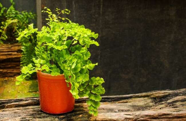 Maidenhair Fern is one of our most cherished Australian ferns