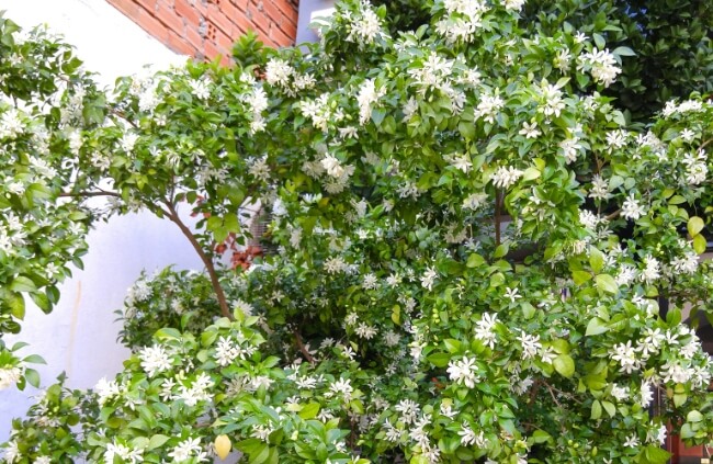Murraya paniculata, an Australian favourite for hedging and screening