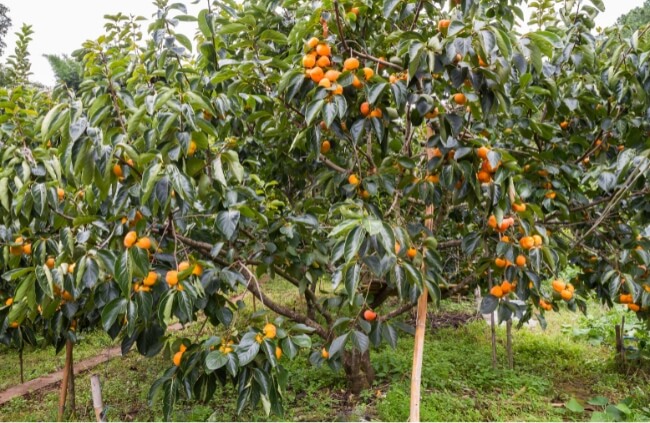 Persimmon tree full of fruits
