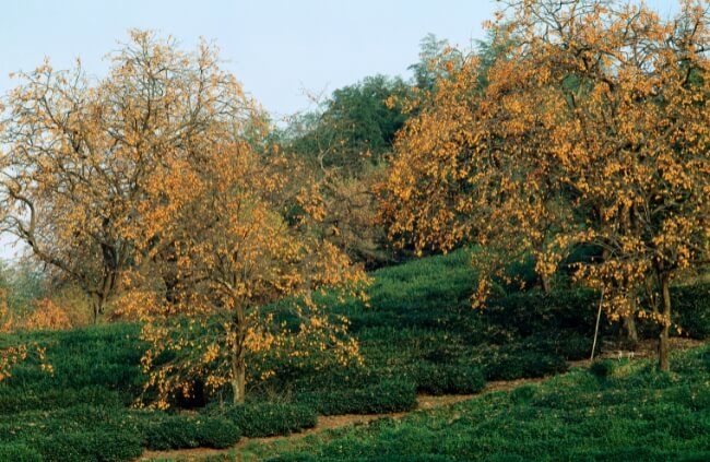 Persimmon trees, part of a genus called Diospyros