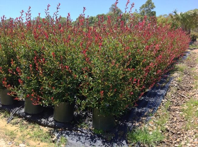 Photinia glabra's dense habit, upright form, and topiary functionality make it an ideal windbreak shrub for any garden