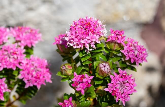Pimelea rosea, commonly known as Rose Banjine