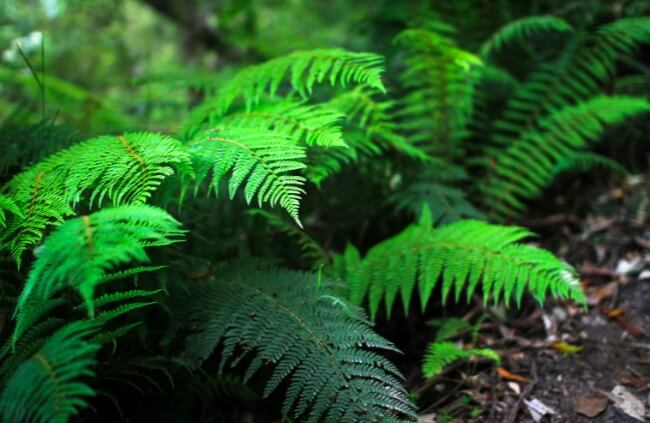 Polystichum proliferum, a prolific Australian native fern
