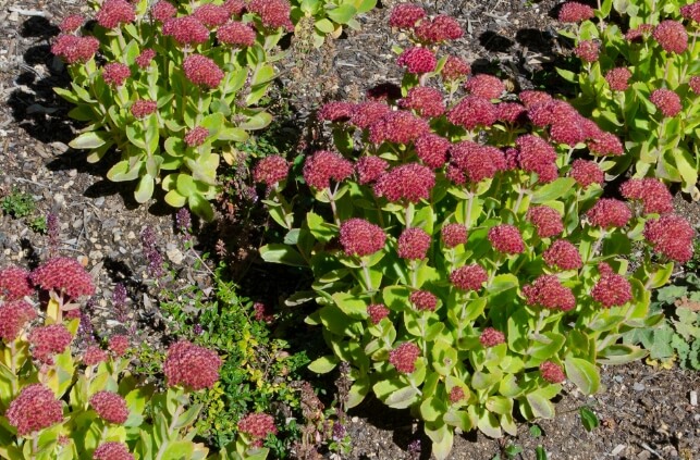 Propagating Sedum ‘Autumn Joy’