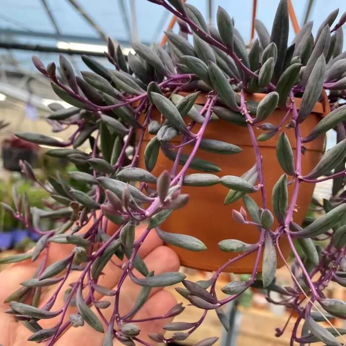 Senecio herreianus ‘Purple Flush’