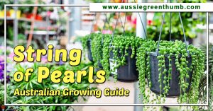 String of Pearls: Australian Growing Guide