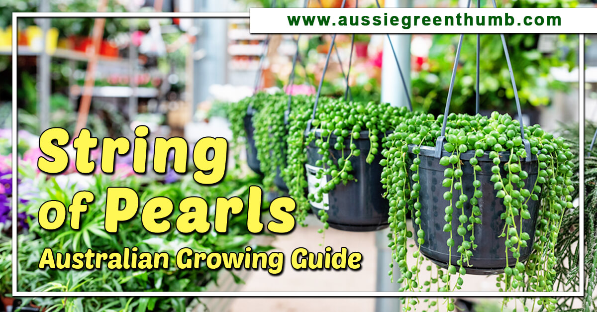 String of Pearls: Australian Growing Guide - AGT